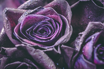 Macro photography of purple roses with raindrops on them. Fantasy and magic concept. Selective focus.