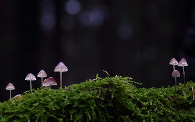 mushrooms of wild forest