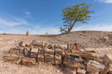 Petrified And Mineralized Tree Trunk In The Petrified Forest National Park At Khorixas, Damaraland, Namibia.