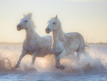 White Horse In The Water