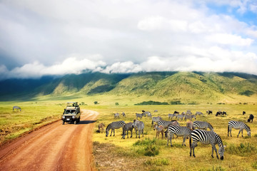wild nature of africa. zebras against mountains and clouds. safari in ngorongoro crater national par