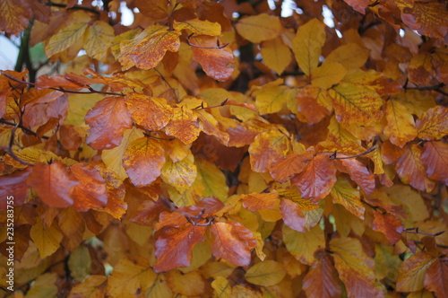 Photographie autumn,autumn, leaf, leaves, food, fall, nature, maple, pizza, season, yellow, m