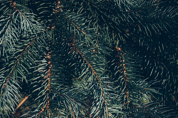 Wall Mural - Green branches of fir or pine tree. Christmas background.