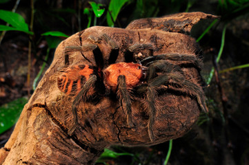 Poster - Rote Tigervogelspinne (Davus fasciatus) - Costa Rican tiger rump