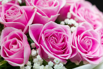 Pink roses flowers. Use to be element for background or wallpaper in  Valentine celebrate or love of day