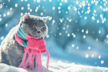 Portrait Of A Blue British Shorthair Cat Wearing The Knitted Scarf. Cat Sitting Outdoors In The Snow In Winter During Snowfall