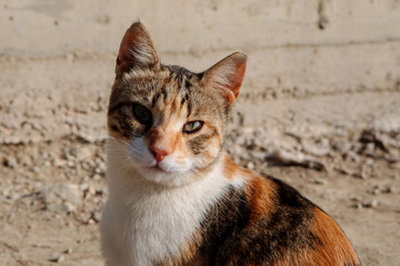 Stray cat on the streets of Athens