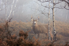 White-tailed Deer Buck With Huge Neck Walking Through The Foggy Forest During The Rut In Autumn In Canada