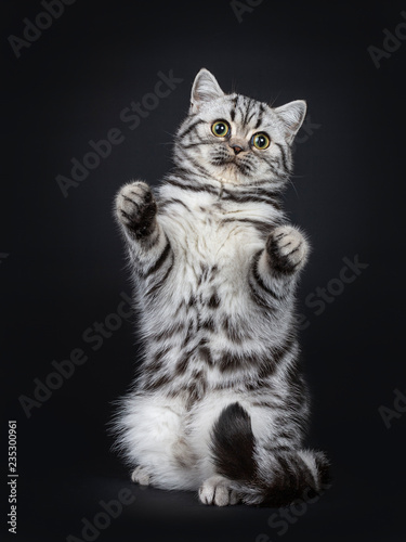 Cute Little Black Silver Blotched British Shorthair Cat Kitten