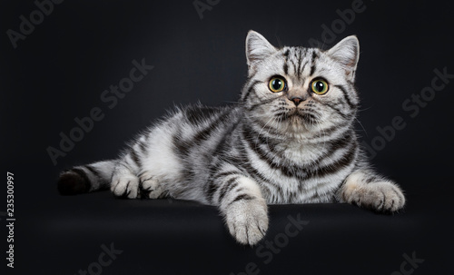 Cute Little Black Silver Blotched British Shorthair Cat Kitten