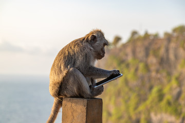 monkey thief sitting with stolen mobile phone at sunset near uluwatu temple, bali island landscape. 