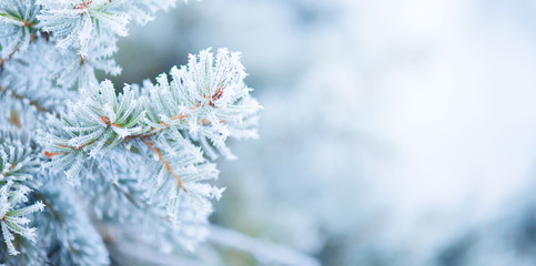 Wall Mural - christmas holiday tree. winter snow background. blue spruce, beautiful christmas and new year xmas t