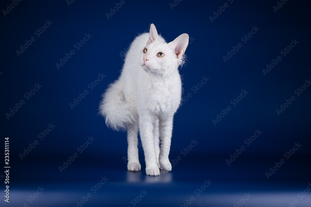 Fotografie, Obraz Don Sphynx cat on colored backgrounds