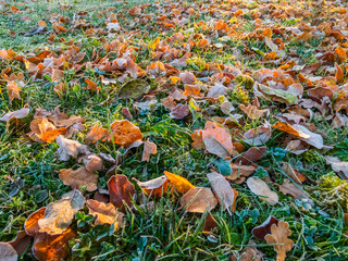 crumpled leaves on meadow ground with white frost layer during an autumn morning