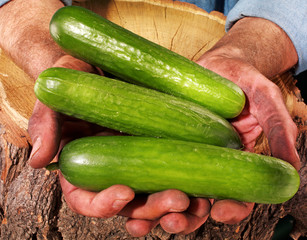 Poster - FARMER HOLDING BABY CUCUMBERS