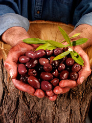 Canvas Print - FARMER HOLDING KALAMATA,CALAMATA OLIVES