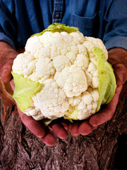 Wall Mural - FARMER HOLDING A CAULIFLOWER