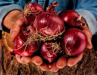 Poster - FARMER HOLDING RED ONIONS