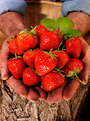 Canvas Print - FARMER HOLDING STRAWBERRIES