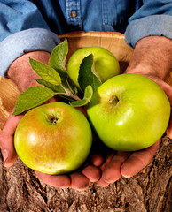 Canvas Print - FARMER HOLDING BRAMLEY APPLES