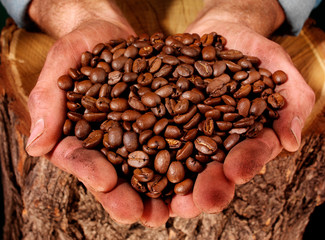 Wall Mural - MAN HOLDING COFFEE BEANS.