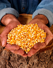 Poster - MAN HOLDING POPPING CORN.