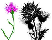 Milk Thistle Flowers Isolated On White Background