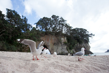 Wall Mural - red-billed gull, (chroicocephalus novaehollandiae scopulinus)