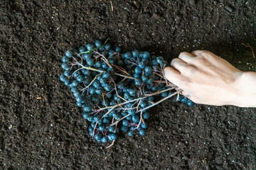 Wall Mural - hands holding a blueberry branch on the soil ground f