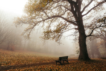 Wall Mural - Herbst Stimmung 