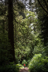 hiker in the forest