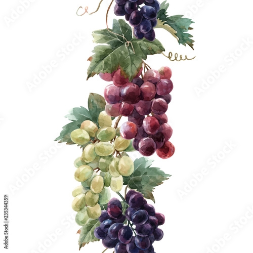 Dekoracja na wymiar  akwarela-winogrono-wektor-wzor