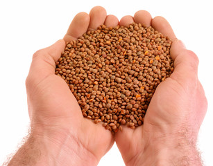 Canvas Print - HANDFUL OF BROWN LENTILS