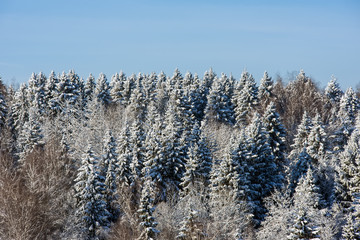 Winter forest on a sunny day. Landscape in the forest on a snowy morning. New Year winter forest.