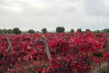 Wall Mural - Vineyard with red leaves in autumn