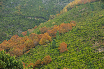 Wall Mural - Autumn palette color from yellow to red