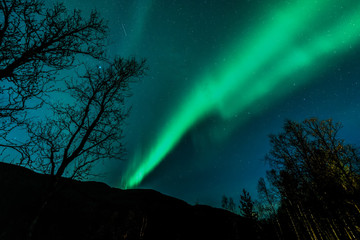 Wall Mural - Unbelievable, in natural colors Aurora Borealis - The northern lights above forest ( tree line )