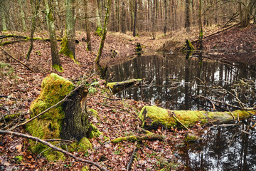 Wall Mural - Mossy tree trunks and a small pond in a forest in Poland.