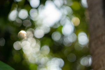 Wall Mural - Background Textures Bokeh Light leaves