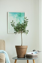 Olive Tree In Pot On Side Table In Living Room
