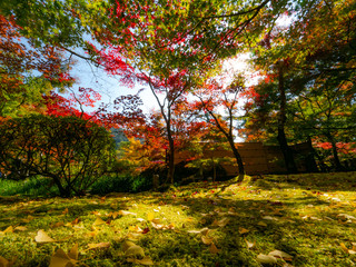 Kyoto Autum first two week of Nov, 2018