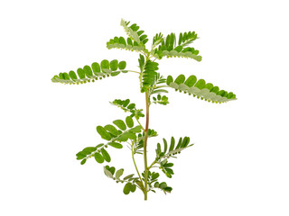 Wall Mural - Phyllanthus niruri herb isolated on white background