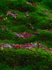 Wall Mural - leaf changing colour to be pale yellow, orange red  in autumn and fall, beautiful compost