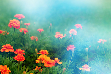 Wall Mural - Bright orange flowers in soft light. Flowers in the soft light on the background of spring and summer grass. Orange marigolds in a blue haze.