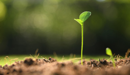 Young plant in the morning light on nature background