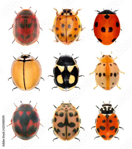 Fotografía Ladybugs (ladybird beetles) isolated on a white background