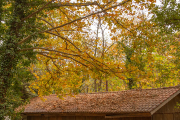 Tree branches over the tiled roof of a country house strewn with dry autumn leaves. Greece