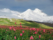 Mountains Of The Caucasus.