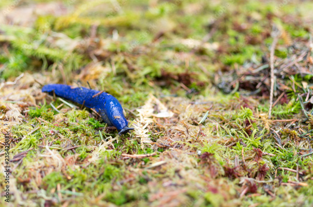 Insectwith Out Shell Snail without a shell. Snail without a house. Unusual snail. の Stock ...