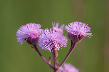 Pompom Weed Inflorescence